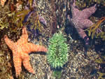 Starfish with Sea Anemone
